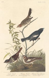 云雀、草原雀和布朗松雀，1837年。 作者 罗伯特·哈维尔