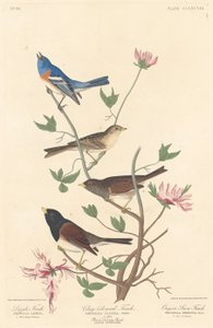 天青石雀、粘土色雀和俄勒冈州雪雀，1837年。