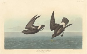 最小的风暴海燕，1836年。 作者 罗伯特·哈维尔