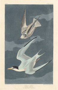 小燕鸥，1836年。 作者 罗伯特·哈维尔