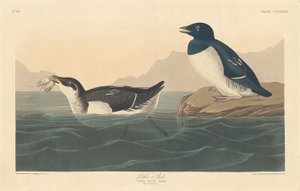 Little Auk, 1836. 作者 罗伯特·哈维尔
