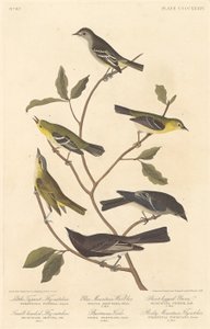 小霸王鶲，小头鳾，蓝山莺...，1838年。 作者 罗伯特·哈维尔