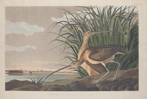 长嘴卷舌鸟，1834年。 作者 罗伯特·哈维尔