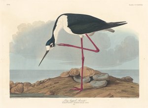 长脚鳄，1836年。 作者 罗伯特·哈维尔
