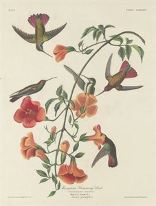 红树林蜂鸟，1834年。 作者 罗伯特·哈维尔