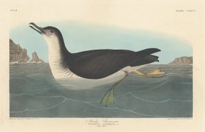 Manks Shearwater, 1836. 作者 罗伯特·哈维尔