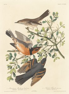 山地知更鸟和杂色鸫，1837年。 作者 罗伯特·哈维尔