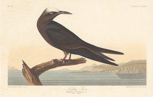 诺迪燕鸥，1835年。 作者 罗伯特·哈维尔