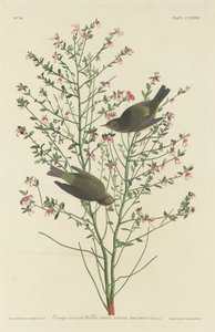 橙冠莺，1833年。 作者 罗伯特·哈维尔