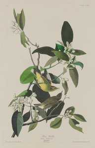 棕榈莺，1833年。 作者 罗伯特·哈维尔