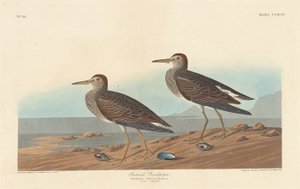 胸口鹬，1836年。 作者 罗伯特·哈维尔