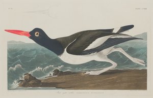 牡蛎捕手，1834年。