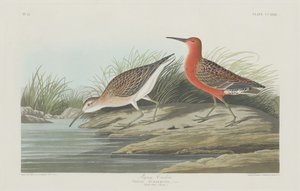 侏儒卷尾鸟，1835年。