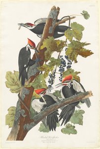 桩状啄木鸟，1831年。 作者 罗伯特·哈维尔
