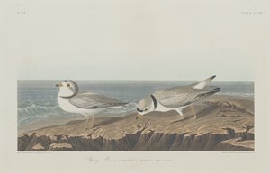 管道鸻，1834年。 作者 罗伯特·哈维尔