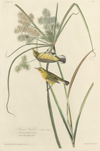 Prairie Warbler，1827年。 作者 罗伯特·哈维尔