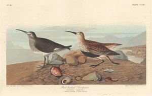 红背矶鹬，1836年。 作者 罗伯特·哈维尔