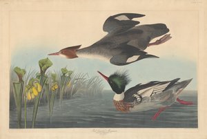 红胸梅花鹿，1838年。 作者 罗伯特·哈维尔