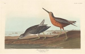 红胸鹬，1836年。 作者 罗伯特·哈维尔
