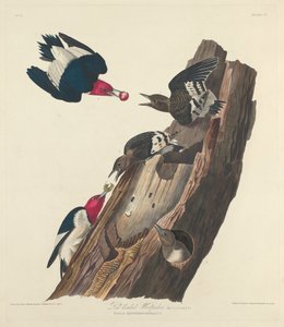 红头啄木鸟，1828年。 作者 罗伯特·哈维尔