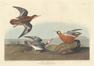 红斑羚，1835年。 作者 罗伯特·哈维尔