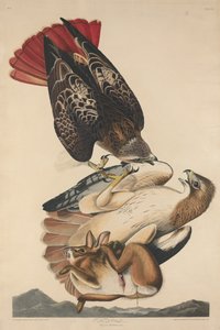 红尾鹰，1829年。 作者 罗伯特·哈维尔