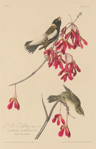 赖斯-邦廷，1829年。 作者 罗伯特·哈维尔