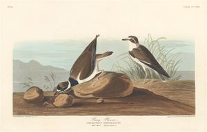 环形鸻，1836年。 作者 罗伯特·哈维尔