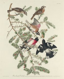 玫瑰襟鸟，1832年。 作者 罗伯特·哈维尔