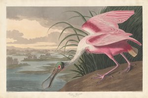 玫瑰色琵琶鸟，1836年。