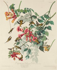 红宝石喉蜂鸟，1828年。 作者 罗伯特·哈维尔