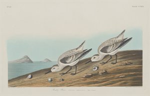 红嘴鸥，1834年。 作者 罗伯特·哈维尔