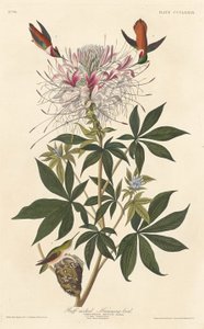 粗颈蜂鸟，1837年。 作者 罗伯特·哈维尔