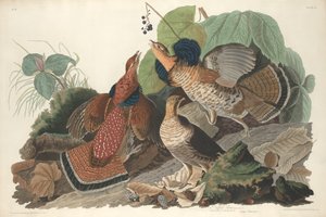松鸡，1828年。