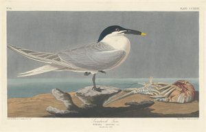 桑威奇燕鸥，1835年。 作者 罗伯特·哈维尔