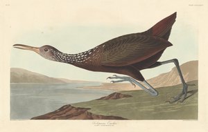 Scolopaceus Courlan, 1837. 作者 罗伯特·哈维尔