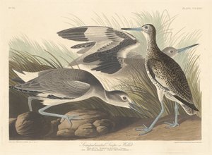 半棕榈鹬或Willet，1835年。 作者 罗伯特·哈维尔