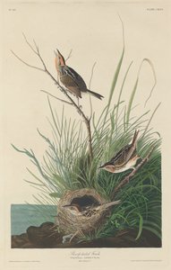 尖尾雀，1832年。 作者 罗伯特·哈维尔