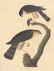 尖头鹰，1837年。 作者 罗伯特·哈维尔