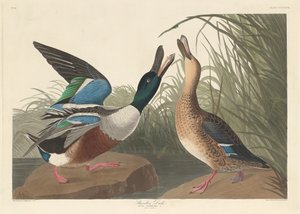 铲屎官鸭，1836年。 作者 罗伯特·哈维尔