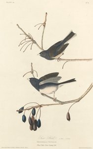 雪鸟，1827年。 作者 罗伯特·哈维尔