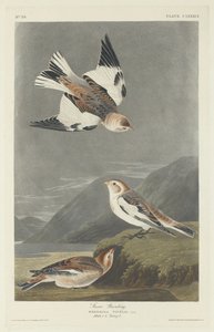 雪鹀，1834年。 作者 罗伯特·哈维尔