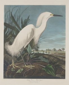雪鹭，或白鹭，1835年。
