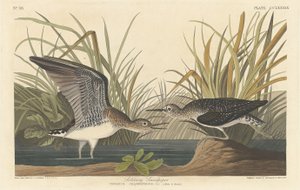 孤独的鹬鸟，1836年。 作者 罗伯特·哈维尔
