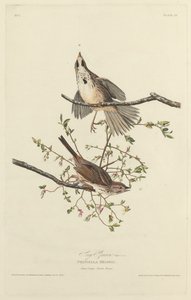 松雀，1827年。 作者 罗伯特·哈维尔