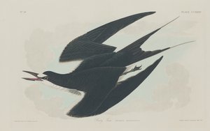 燕鸥，1834年。 作者 罗伯特·哈维尔