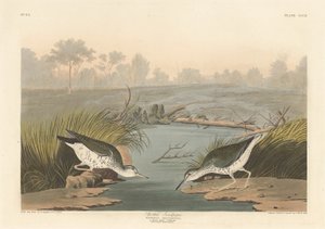 斑嘴鹬，1836年。 作者 罗伯特·哈维尔