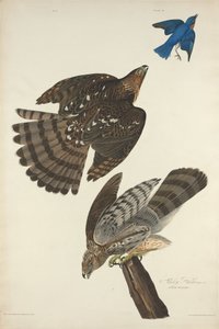 斯坦利-霍克，1828年。 作者 罗伯特·哈维尔