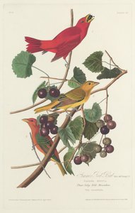 夏日红鸟，1828年。 作者 罗伯特·哈维尔