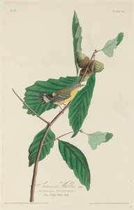 斯温森氏莺，1828年。 作者 罗伯特·哈维尔